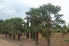 Trachycarpus, Windmill Palm