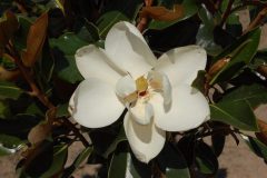 Magnolia Little Gem flower