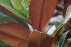 Magnolia-grandiflora-DD-Blanchard-foliage